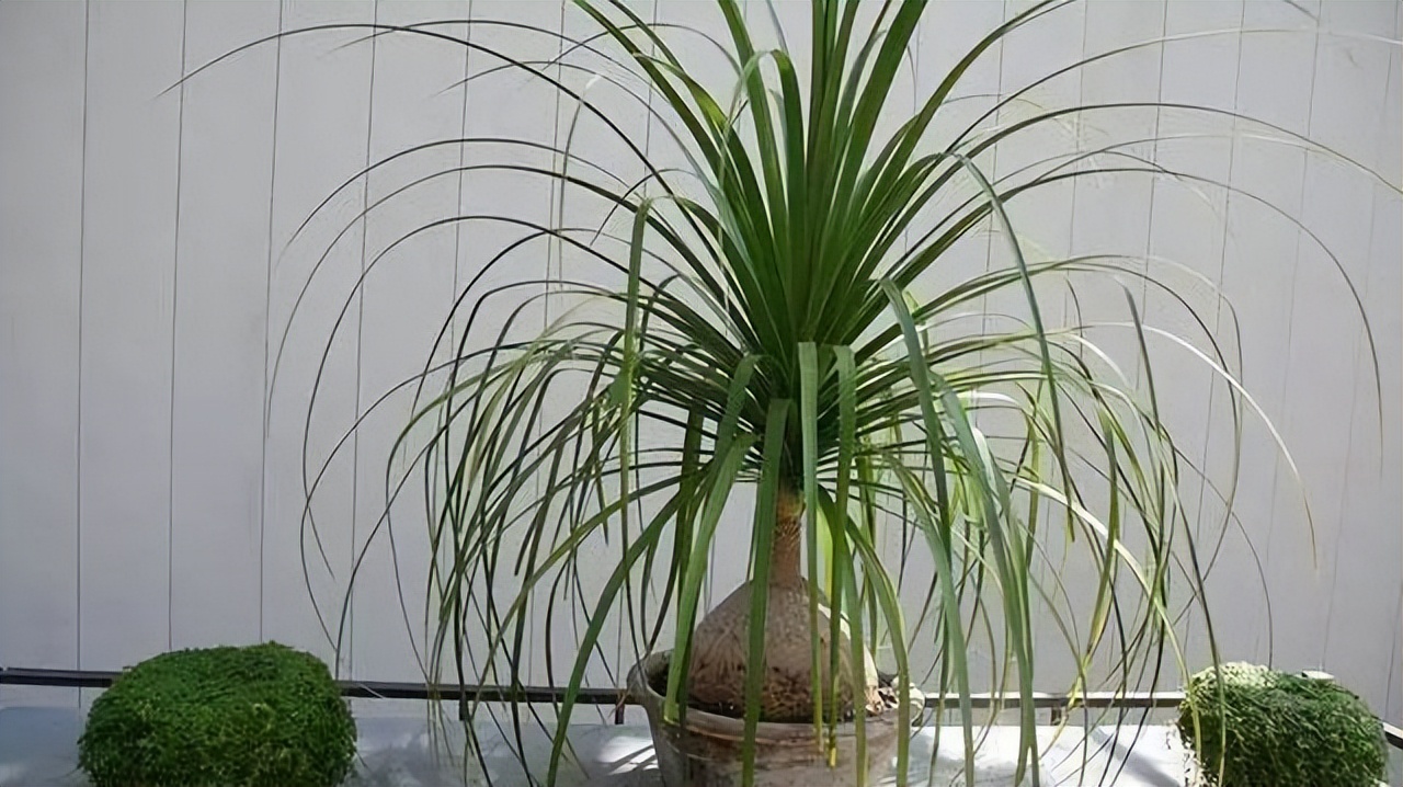 家中养8种盆栽树,客厅养什么盆栽树最好