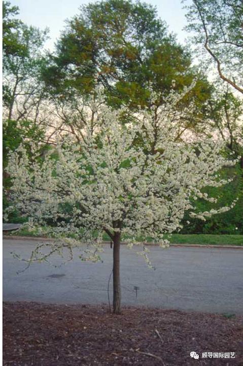 南方人爱不够的紫荆花，北方人懵了：“这哪儿是紫荆花啊？”