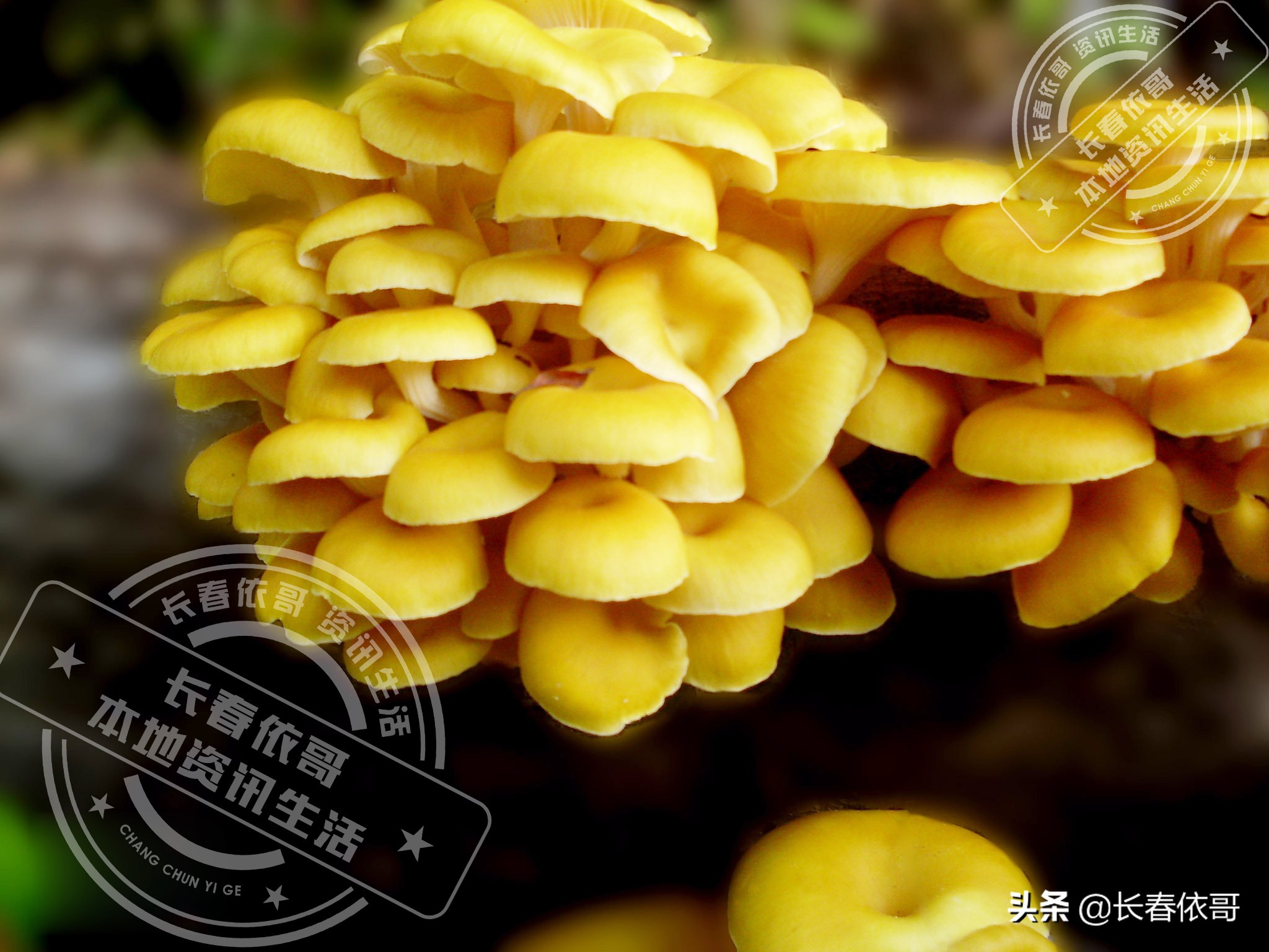 东北榛蘑排名前十的蘑菇,山珍长白山特产榆黄蘑