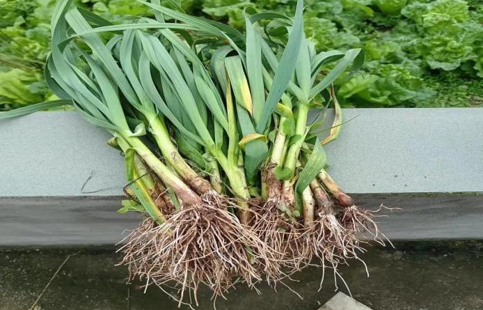 创新绵实丨聚焦新高考（三）：佳晴有新“课”，青衿自有“程”