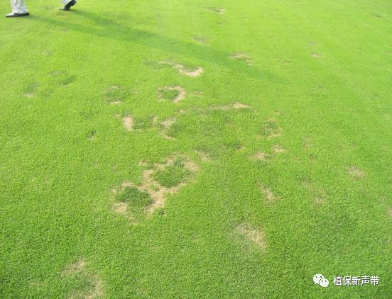 草坪要除草的方法,草坪锈病的病害预测及防治策略