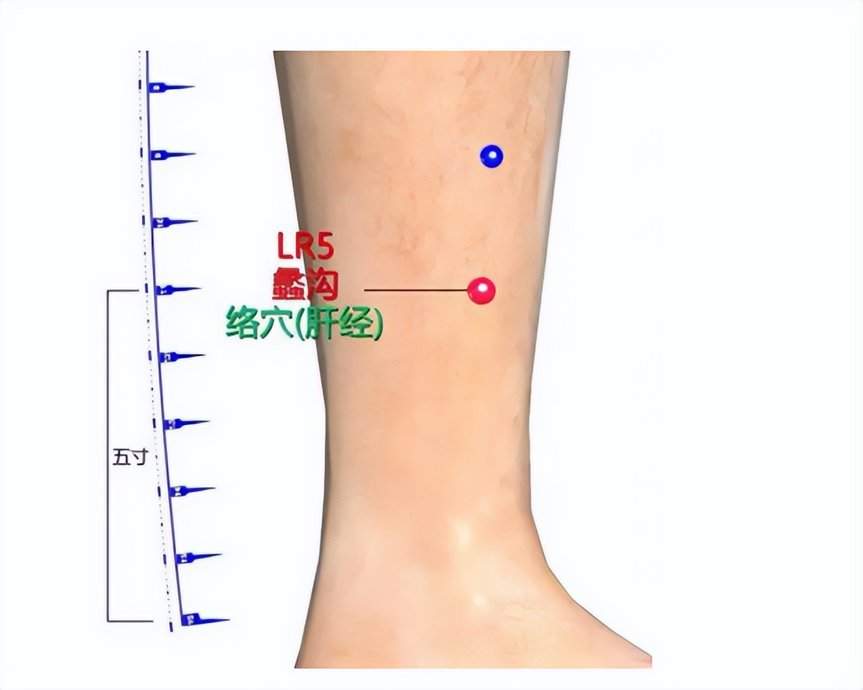 蠡沟穴疗法,蠡沟穴的最佳穴位图