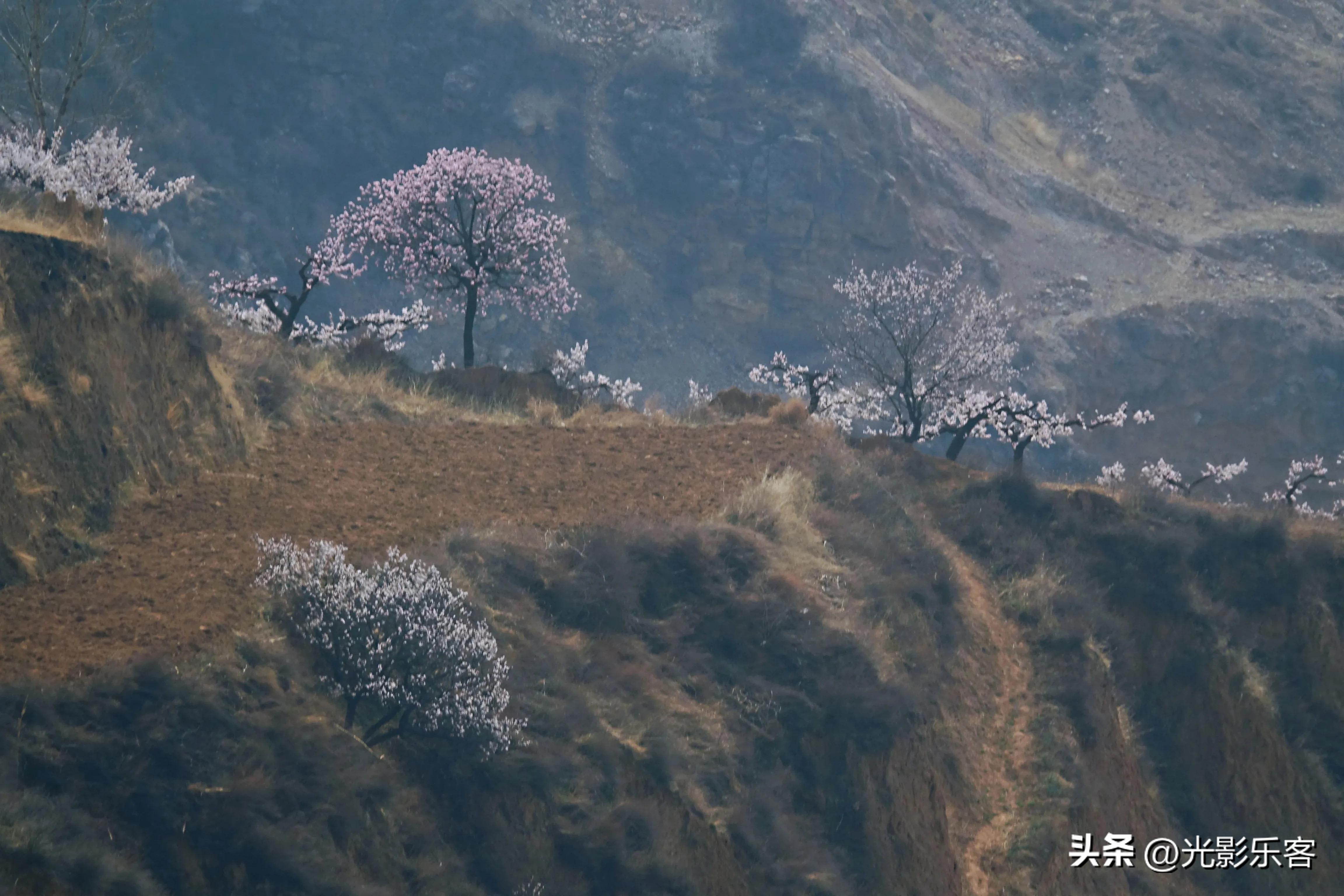 牧童遥指杏花村打一生肖,牧童遥指杏花村绘画