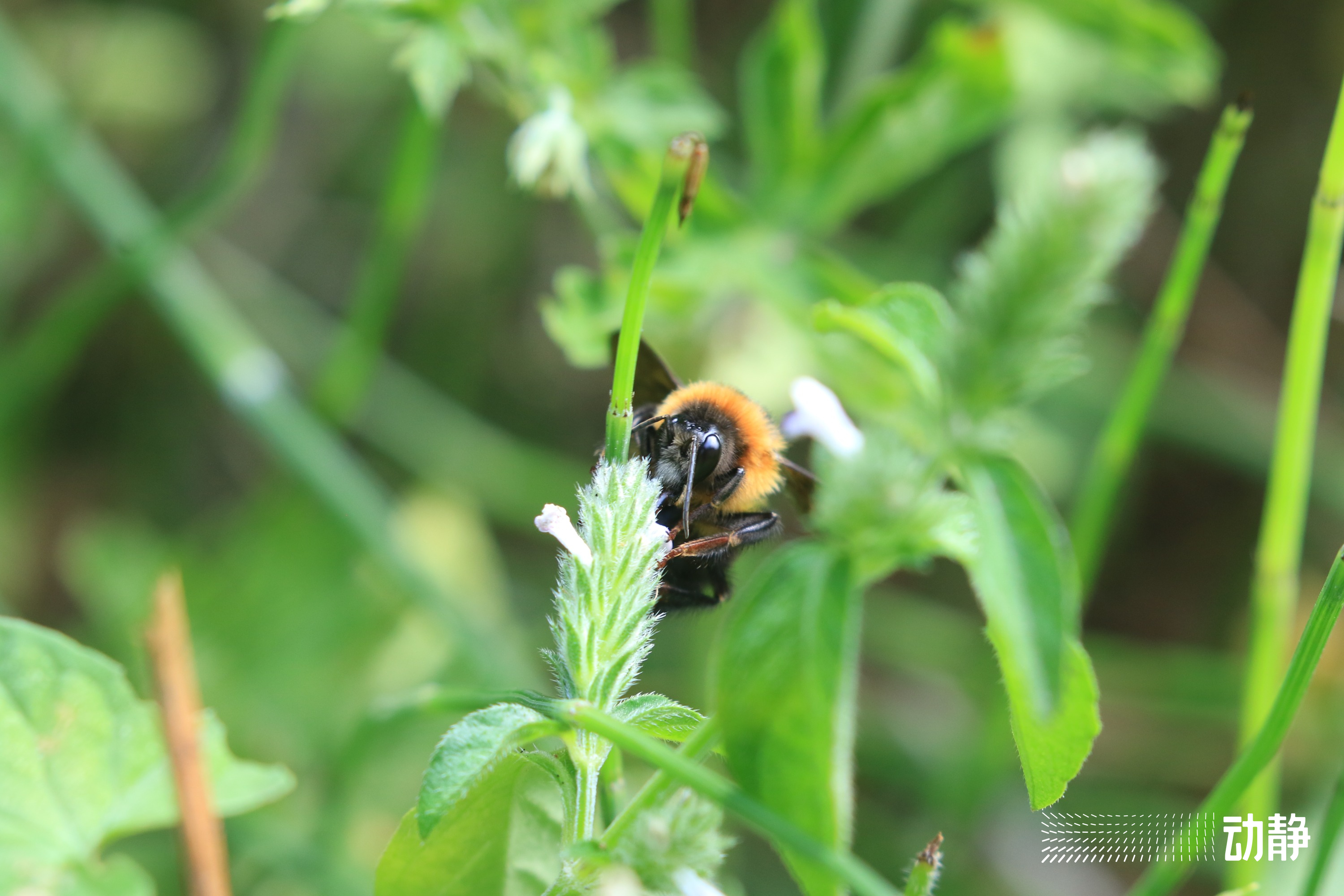 野性贵州有问必答丨蜜蜂界的“大个子”,又胖又萌,酿蜜筑巢样样行