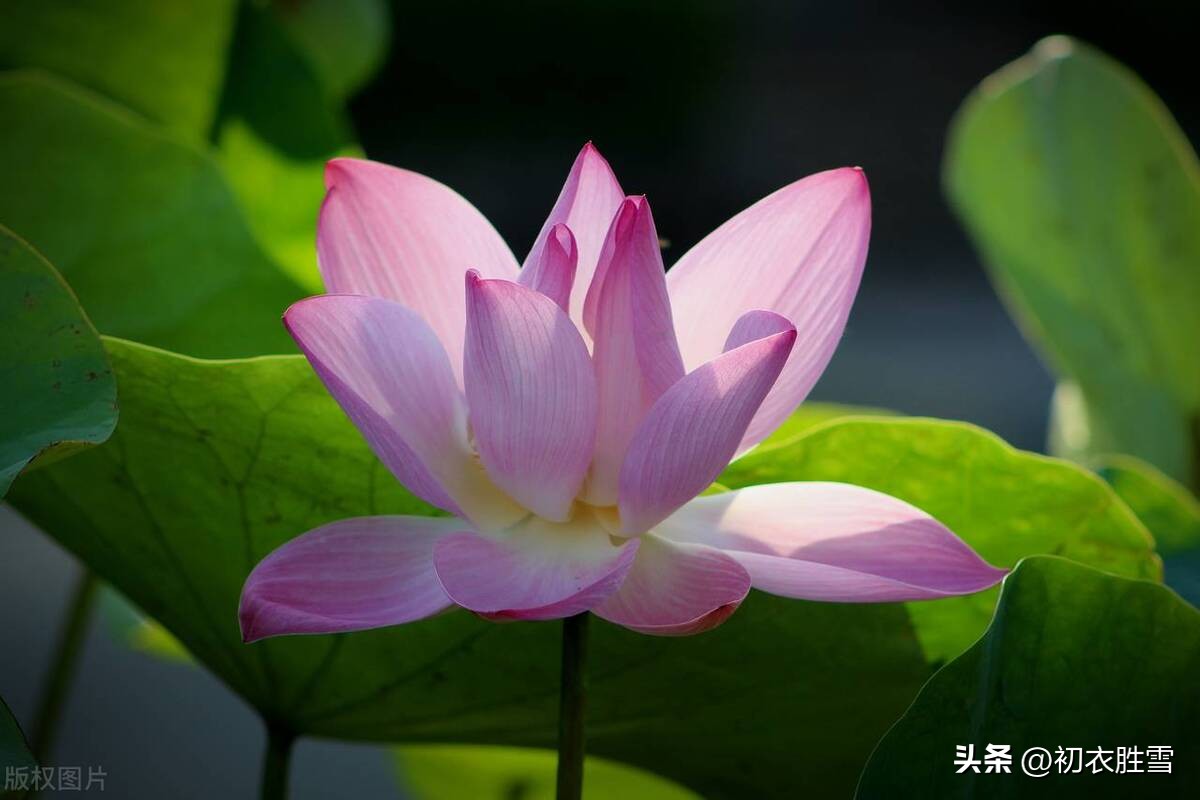 荷花古诗十首李白,李白夏季荷花的诗句