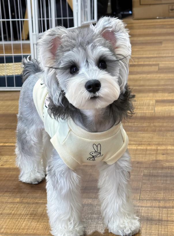 家庭养小型犬养什么品种好,短嘴巴大眼睛小型犬有多少品种