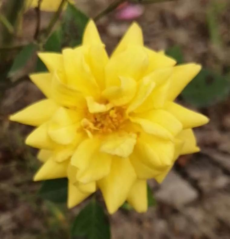 月季品种醉花,月季品种大全及图片欣赏