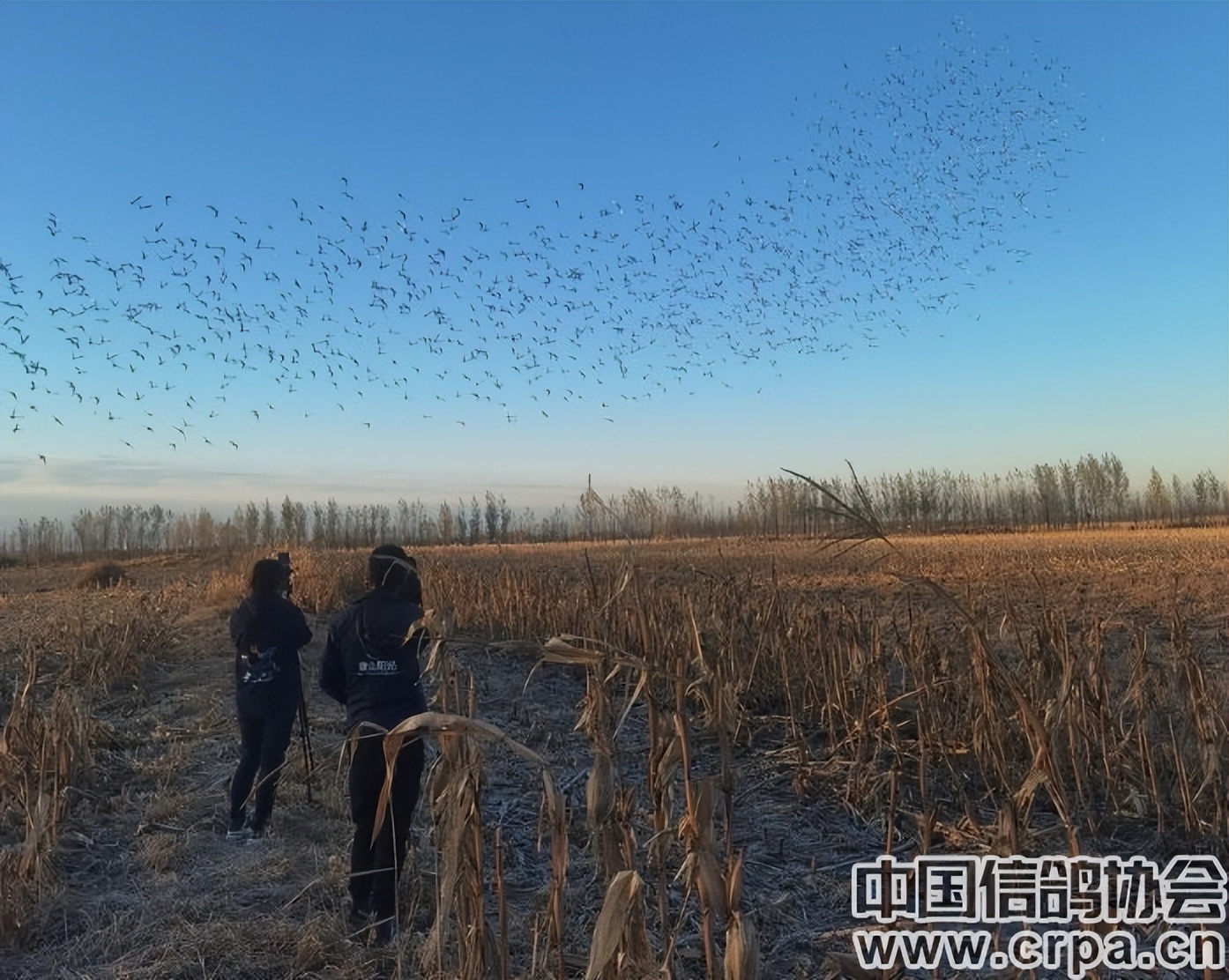 高分速高归巢！“世界杯”唐山阳光站第四关500公里比赛圆满收官