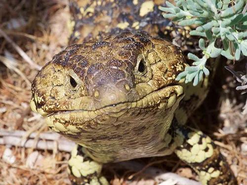 全身每个部位都没有肉,全身上下什么都没有就是肚皮疼