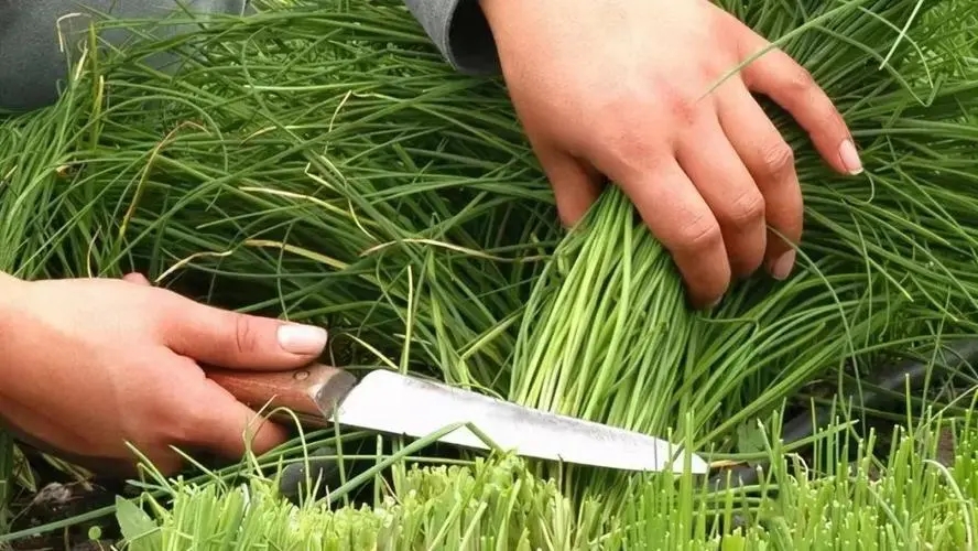 韩国常温超导体是美韩合谋的炒股骗术，智商税收割*案惨**