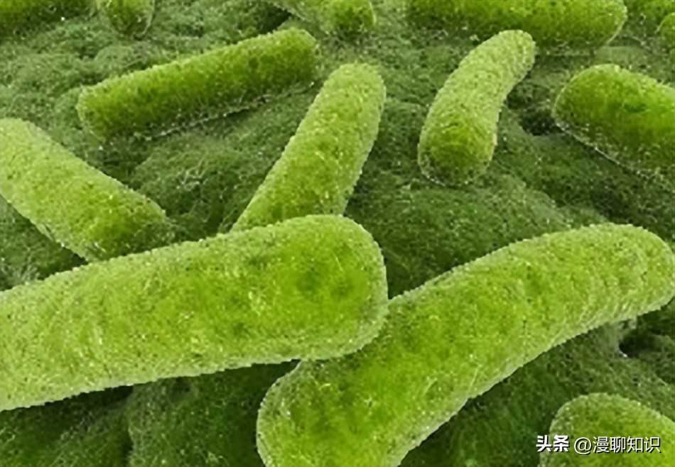 高效脱氮菌种,高效脱氮菌