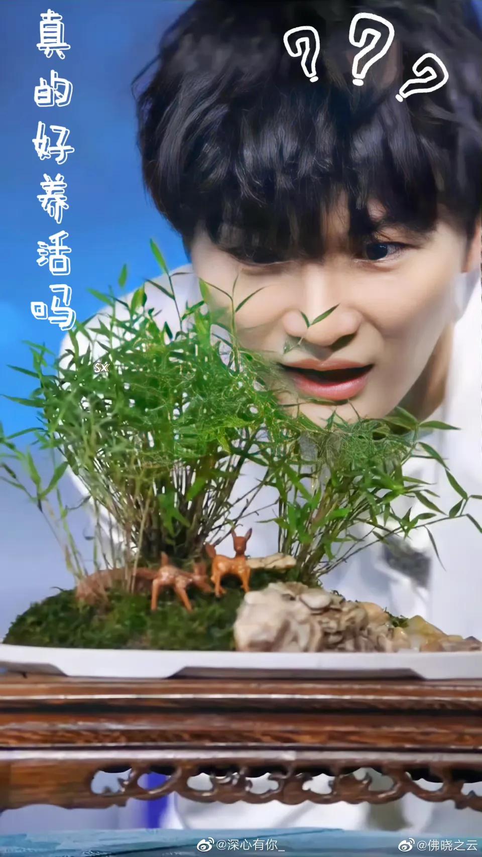 周深卡布叻船长海外反应,周深和卡布叻什么关系