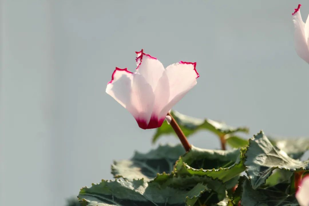 娉曞浗鑾幈灏斾粰瀹㈡潵鍝佺,鑾幈灏斾粰瀹㈡潵