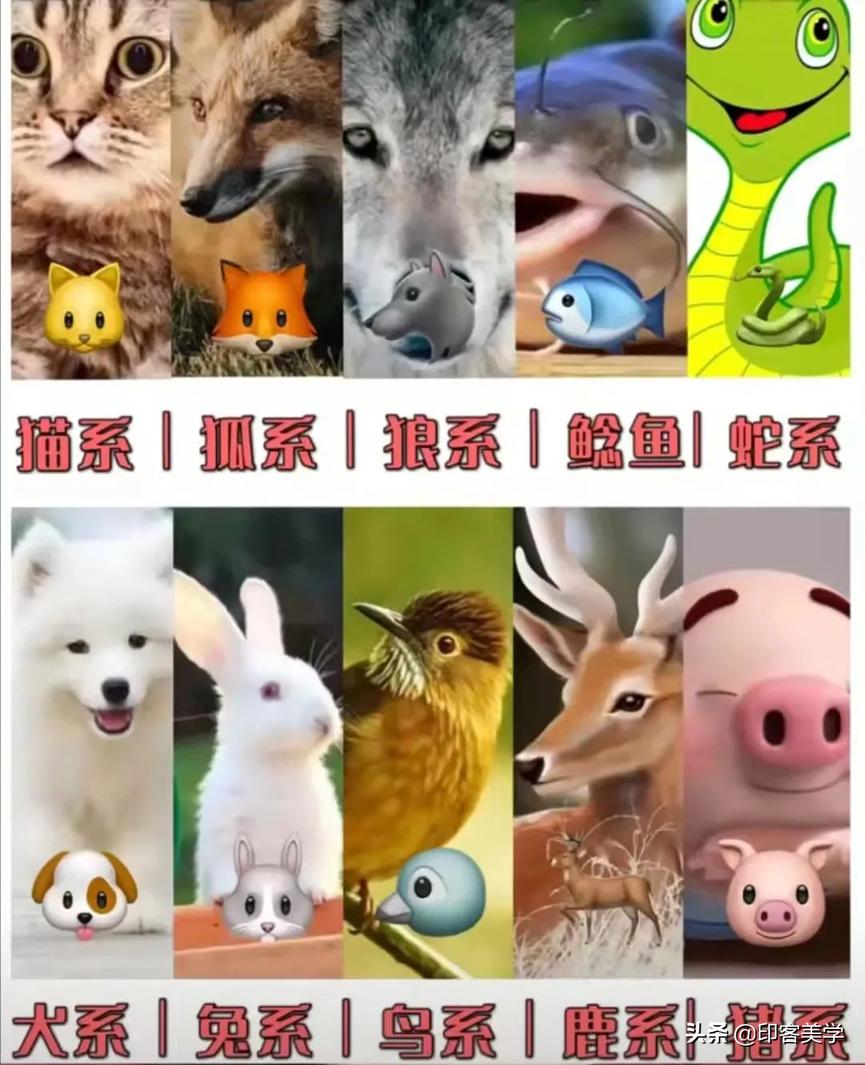 你属于哪种动物系长相,动物系长相测试