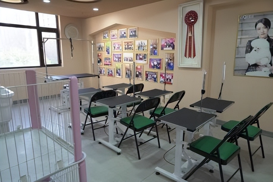 “小野宠爱”教你选择宠物投资赛道