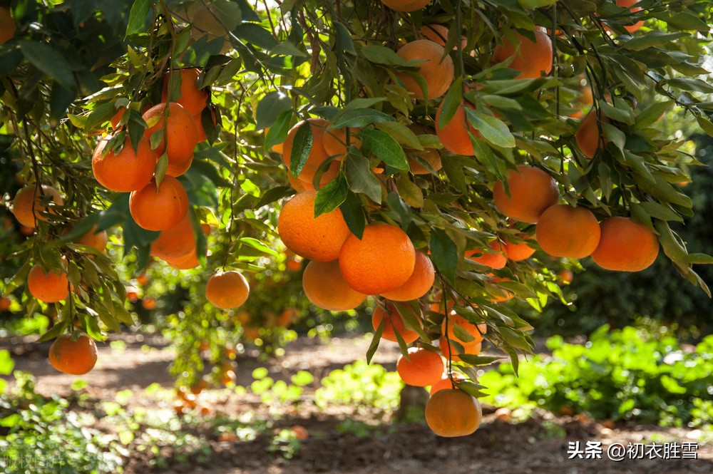 江南有丹橘全诗,冬橘作品