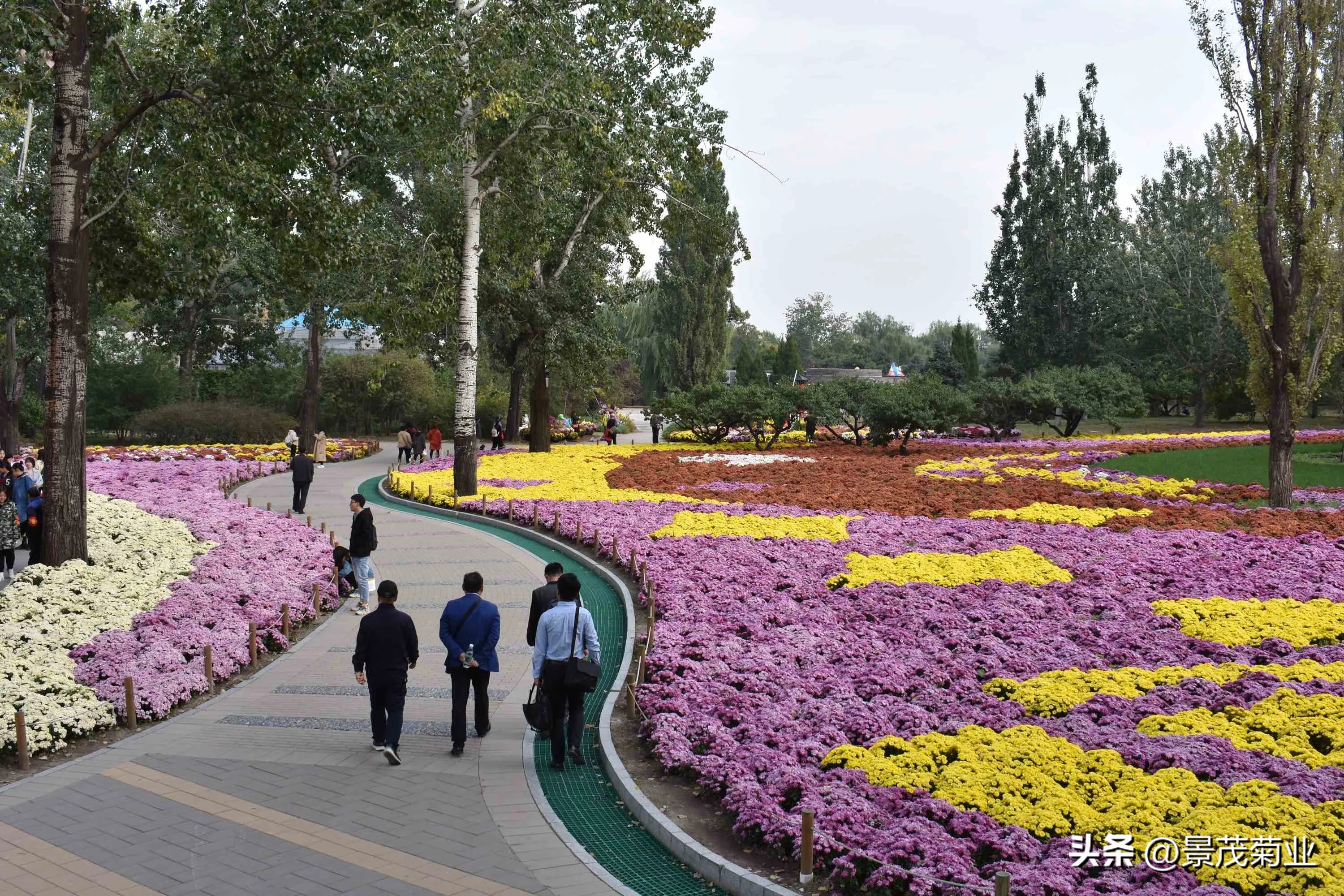 可食用的菊花品种,多头菊花品种图片