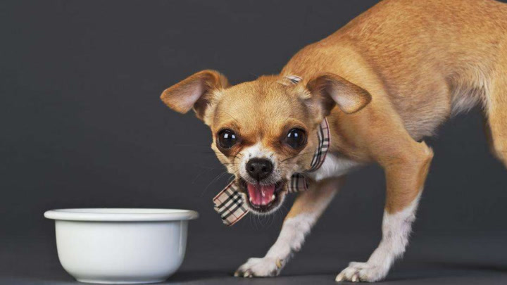 狗狗有小毛病指南,狗狗有这几个坏毛病说明智商高