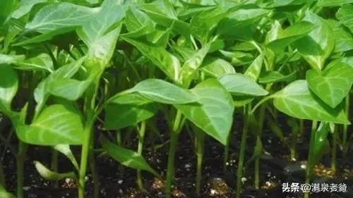 植物生长调节剂赤霉素种类的作用,农业中使用植物生长调节剂作用