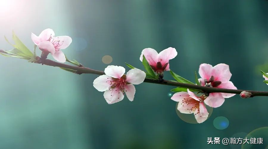 中草药治疗疤痕疙瘩良方,疤痕体质用什么方式祛黑痣