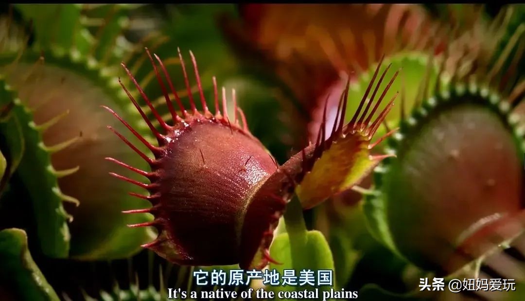 带你真切看人间的宝藏纪录片top10,十一长假适合带孩子看的纪录片