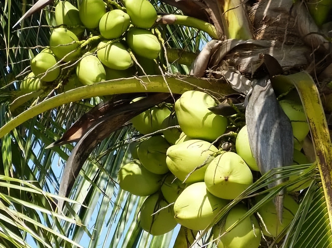 椰树因低俗宣传语被多次处罚,椰树集团因低俗宣传语多次被处罚