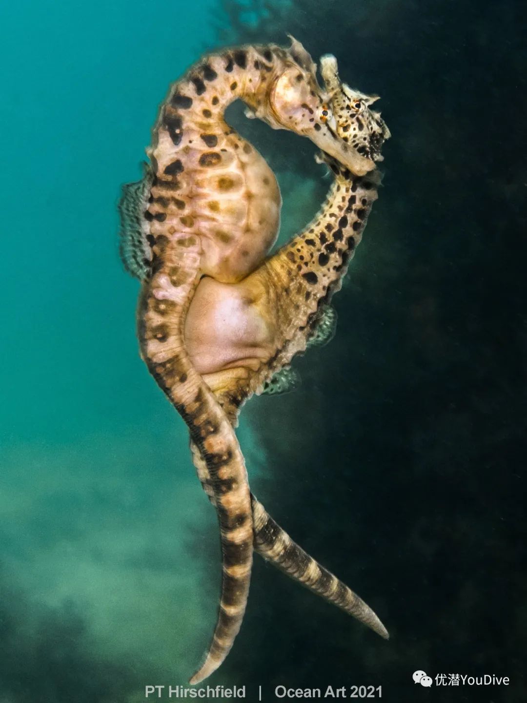 大海水下摄影作品欣赏,oceanart