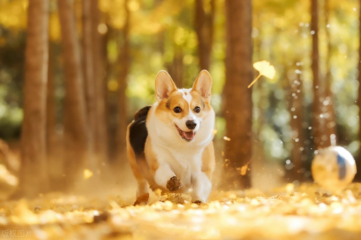 5种最受欢迎的狗狗你养了哪一种,最适合女生养的十一种可爱狗狗