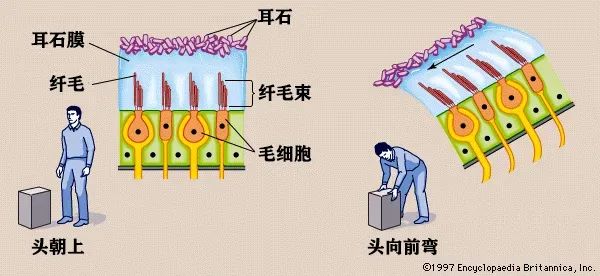 为什么玩艾尔登法环有点晕,艾尔登法环3d地图
