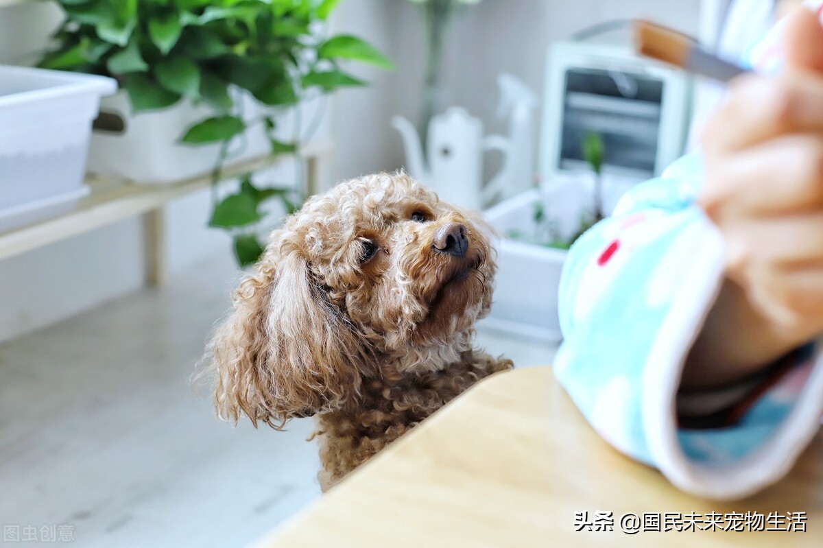 狗狗突然拉稀怎么办,狗狗突然呕吐拉稀全身发抖