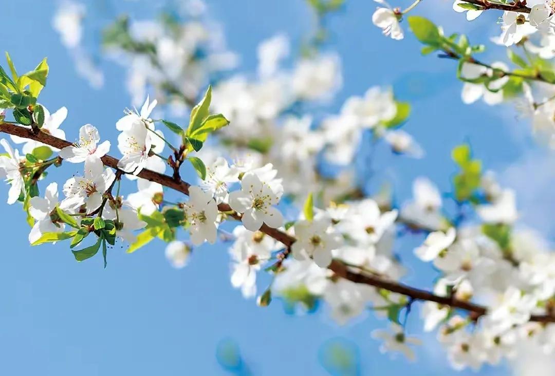 十首最美春日诗词邂逅最美春愁,关于春日的唯美的诗句