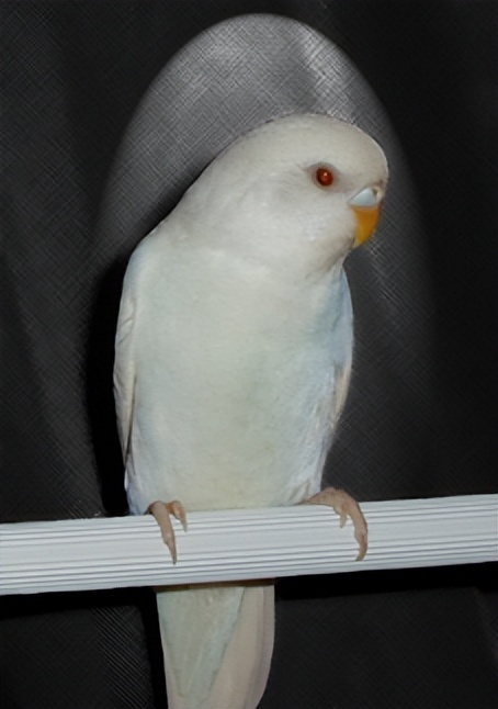 白化配黄化虎皮出什么色,白化和黄化虎皮鹦鹉能生育吗