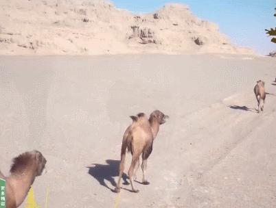 野生双峰骆驼和家养骆驼有何区别,野骆驼和骆驼是一个物种吗