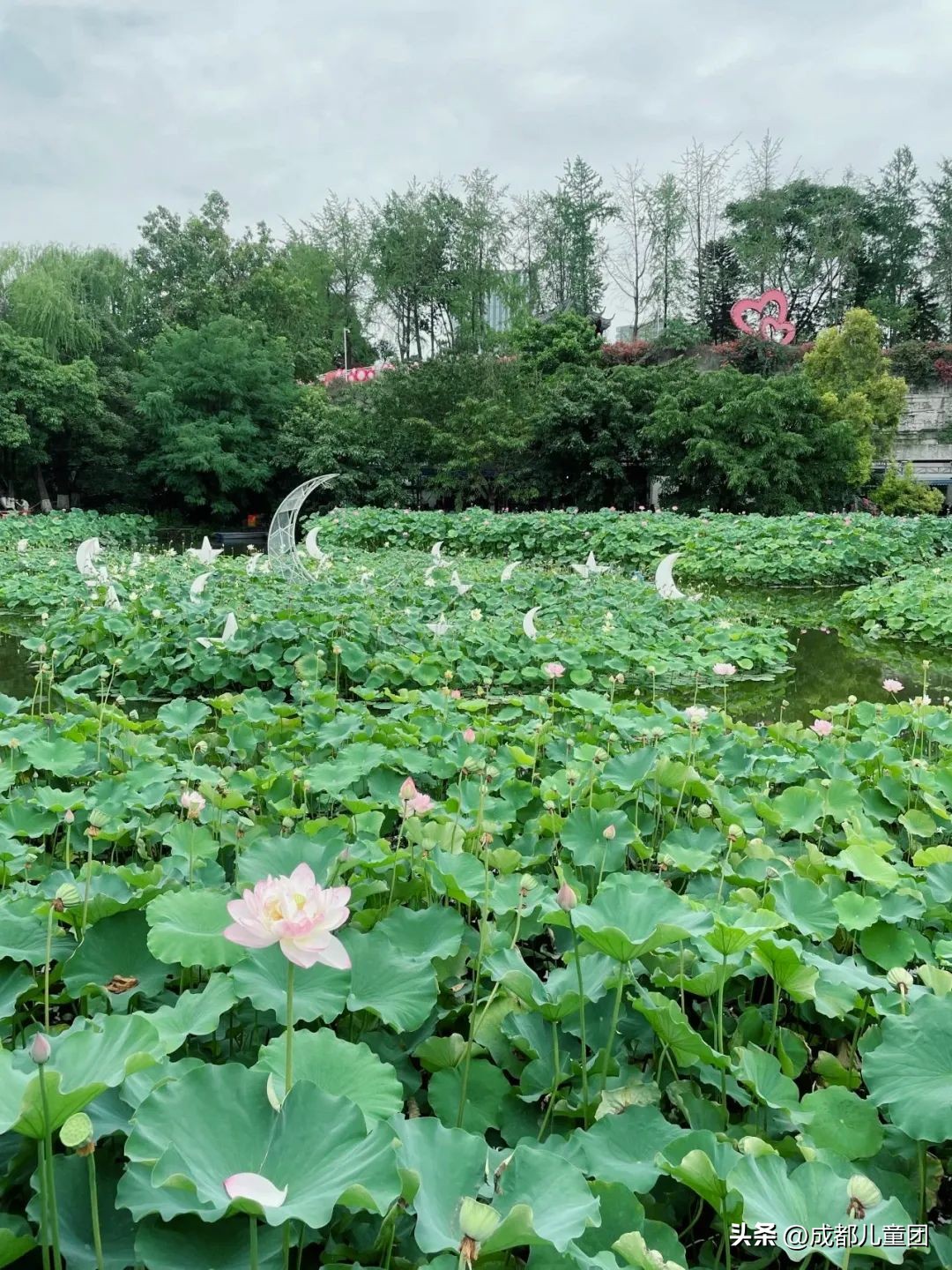 成都周边过气的赏荷胜地,成都赏荷景区