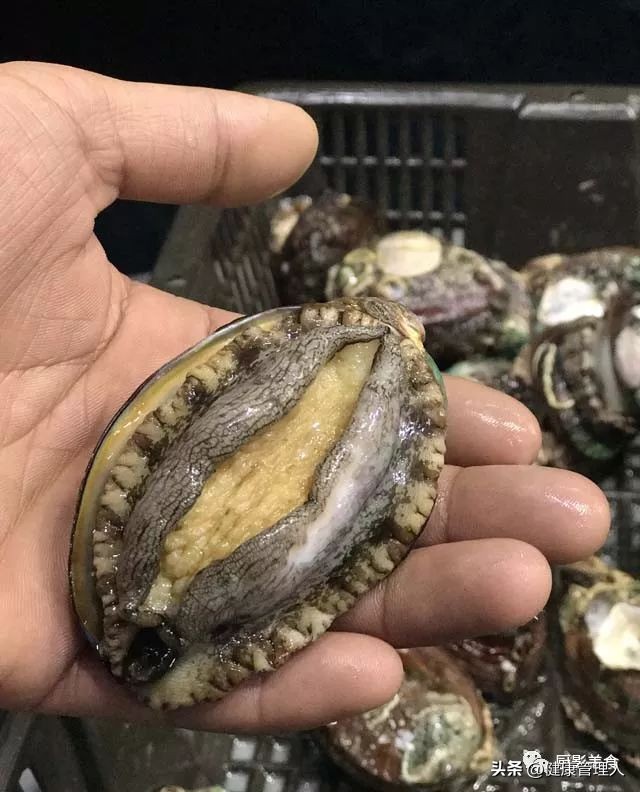 世界十大顶级海鲜食材有哪些品种,海鲜贝类品种大全及名字