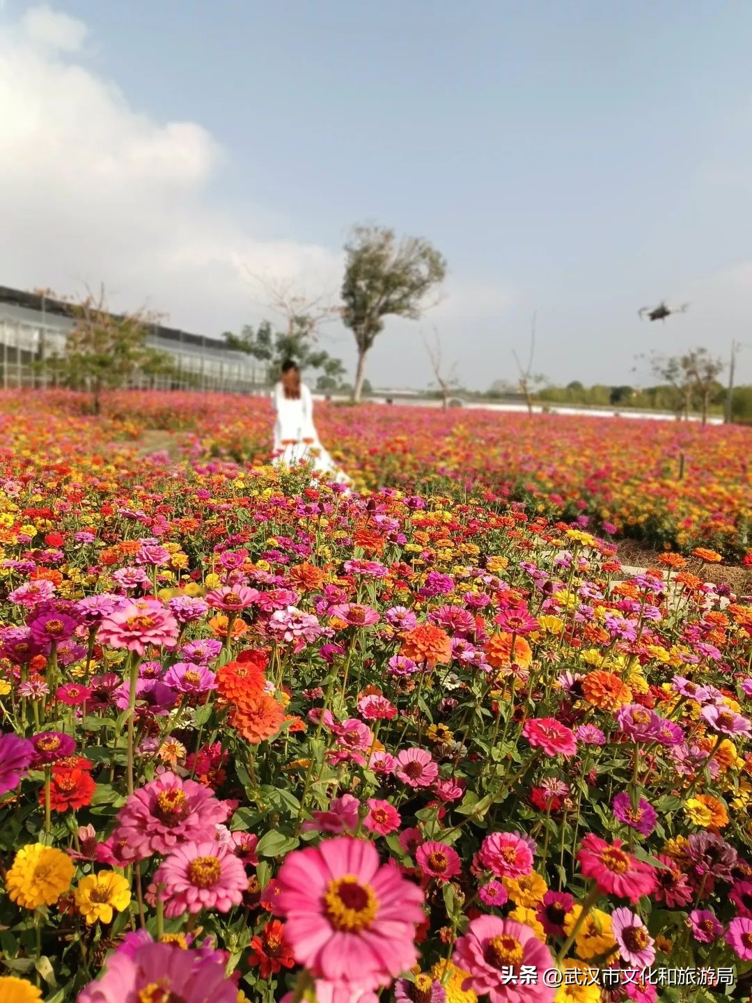 花朝河湾旅游景区本地人要门票吗,潘塘罗杨村花朝河湾景区最新消息