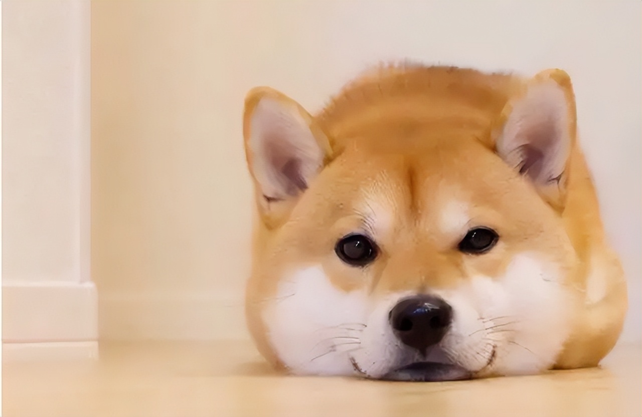 日本国宝是朱鹮还是秋田犬,美系秋田犬与日本秋田犬优缺点