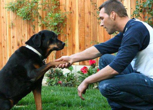 狗的弱点怎么治,狗的弱点为什么在右边