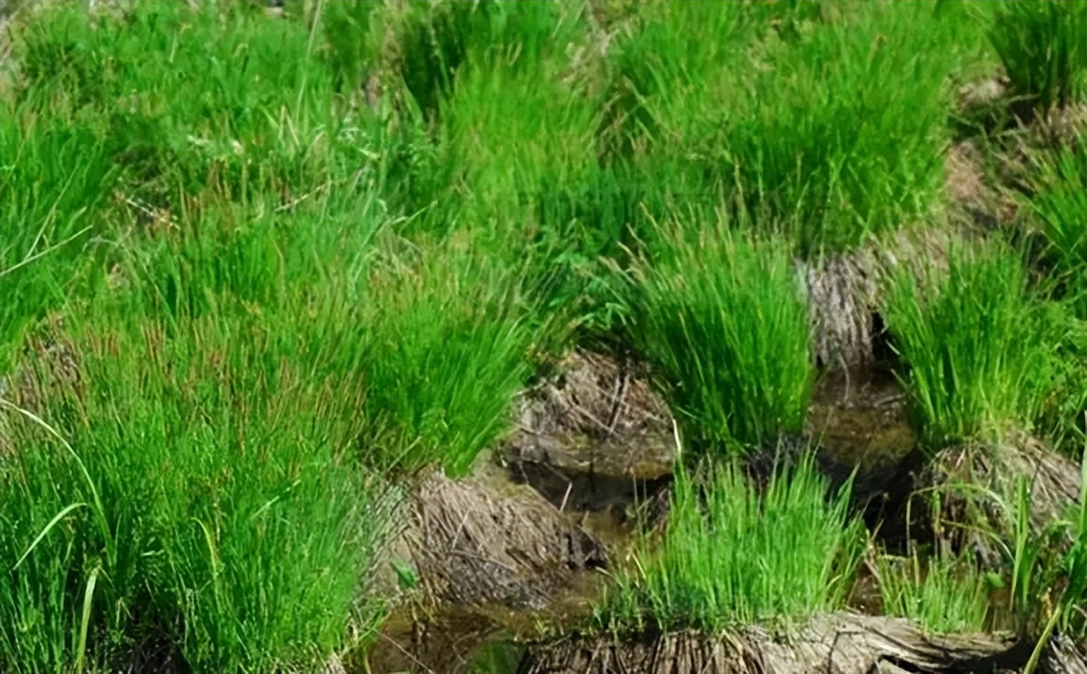 东北三宝分别指人参貂皮鹿茸,东北三宝指的是鹿茸貂皮还有什么