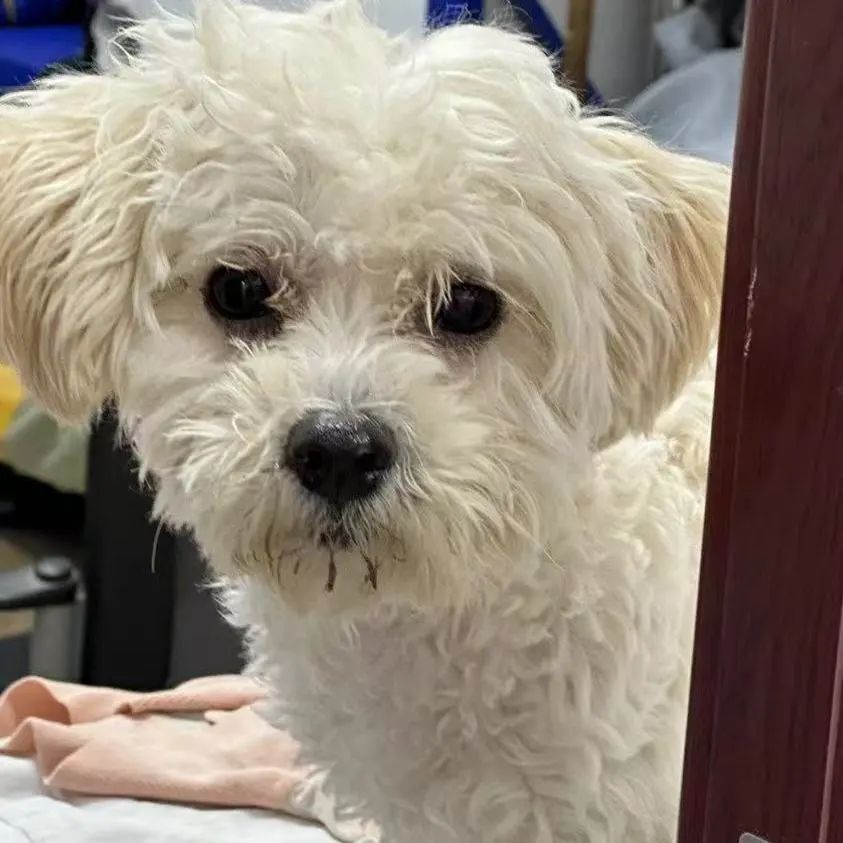 「宠物领养FreeAdopt」萌宠新生大聚会~哪位宝贝是你的最爱？