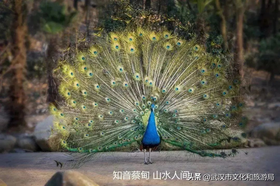 又红又大的草莓欢迎采摘,最近的草莓采摘在哪里