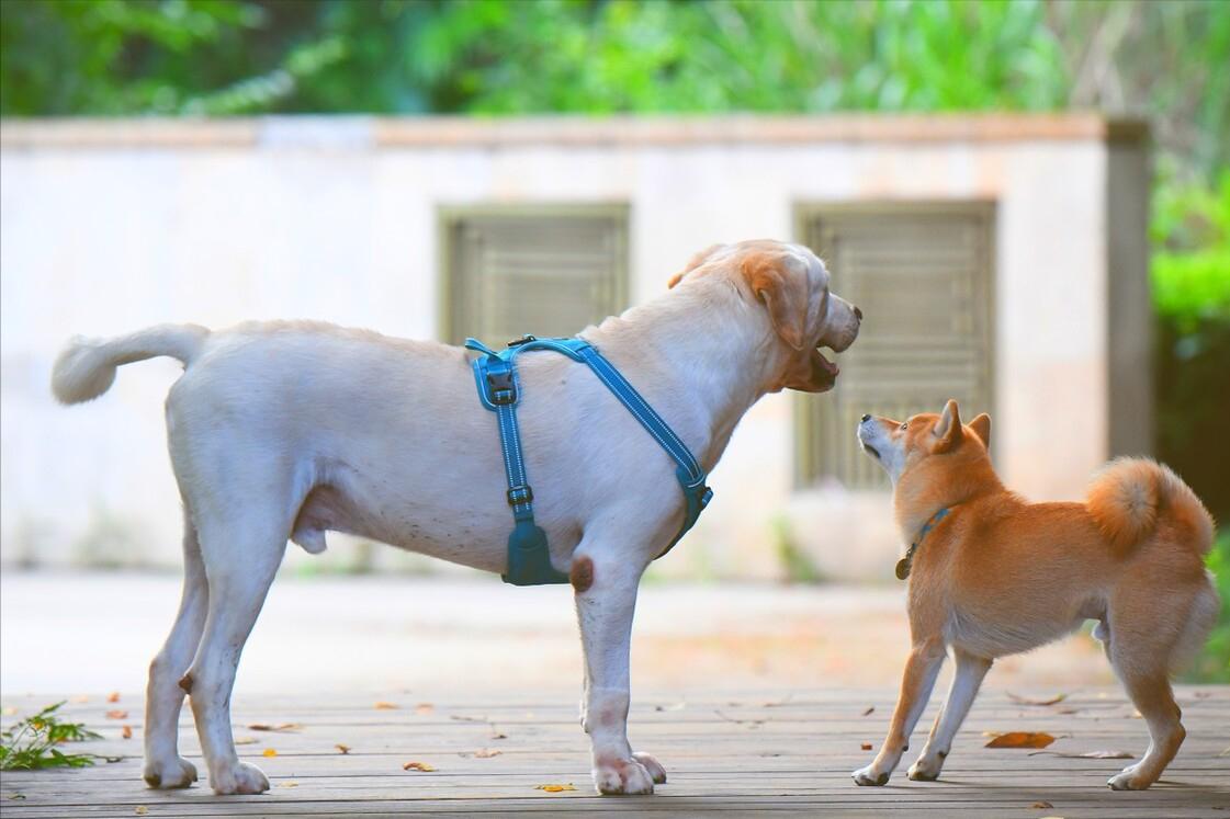 狗狗常见的交配方式，你好奇吗？