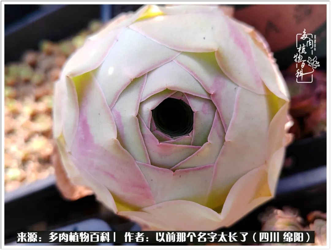 夏天山地玫瑰,小清新山地玫瑰