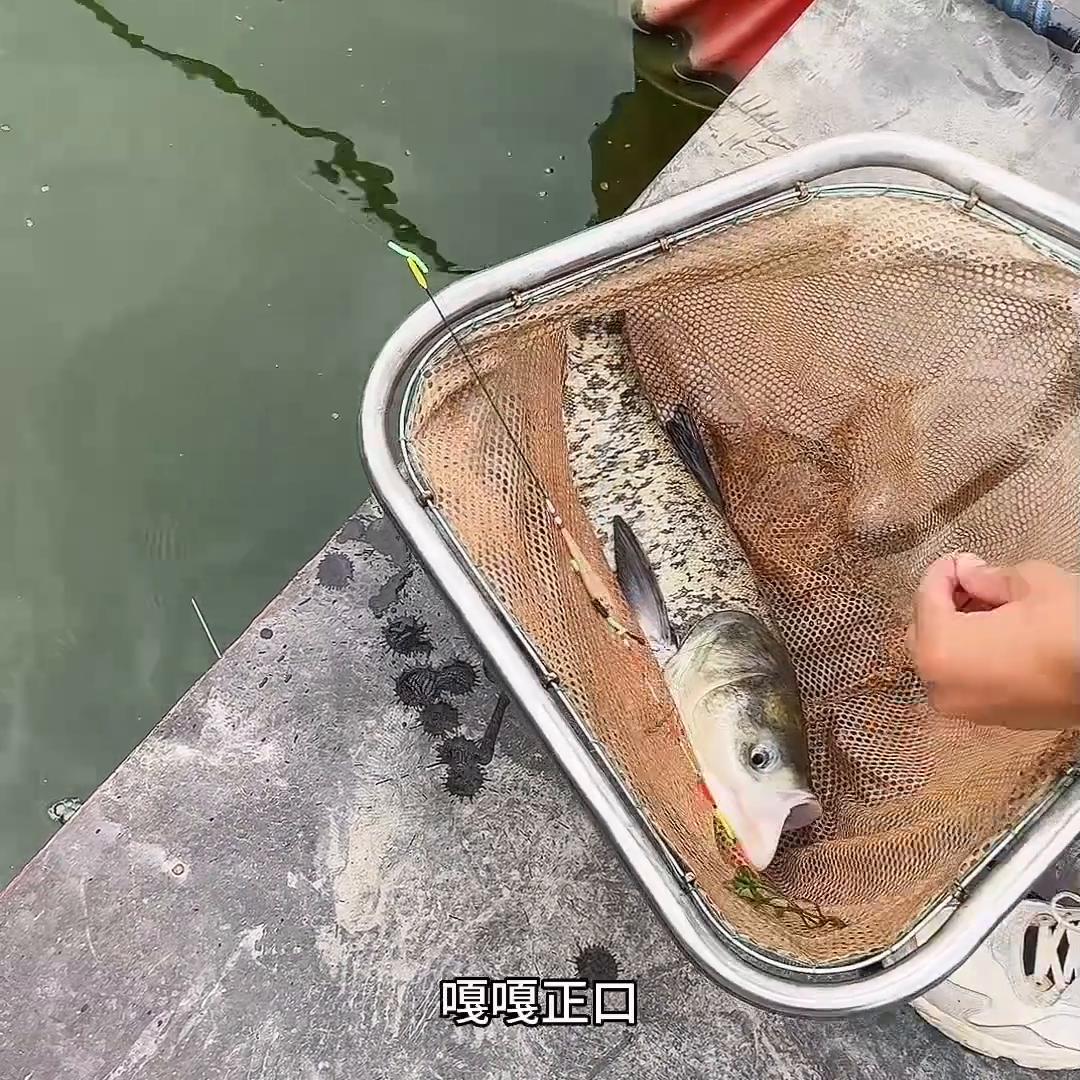 老王又被打去做深蹲😂#原来钓鱼才是抖音运动顶流