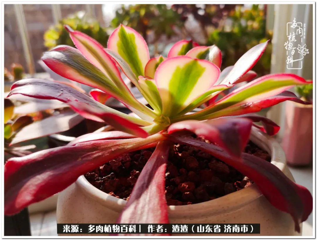 一个并不优秀的90后,何以解忧唯有多肉下一句