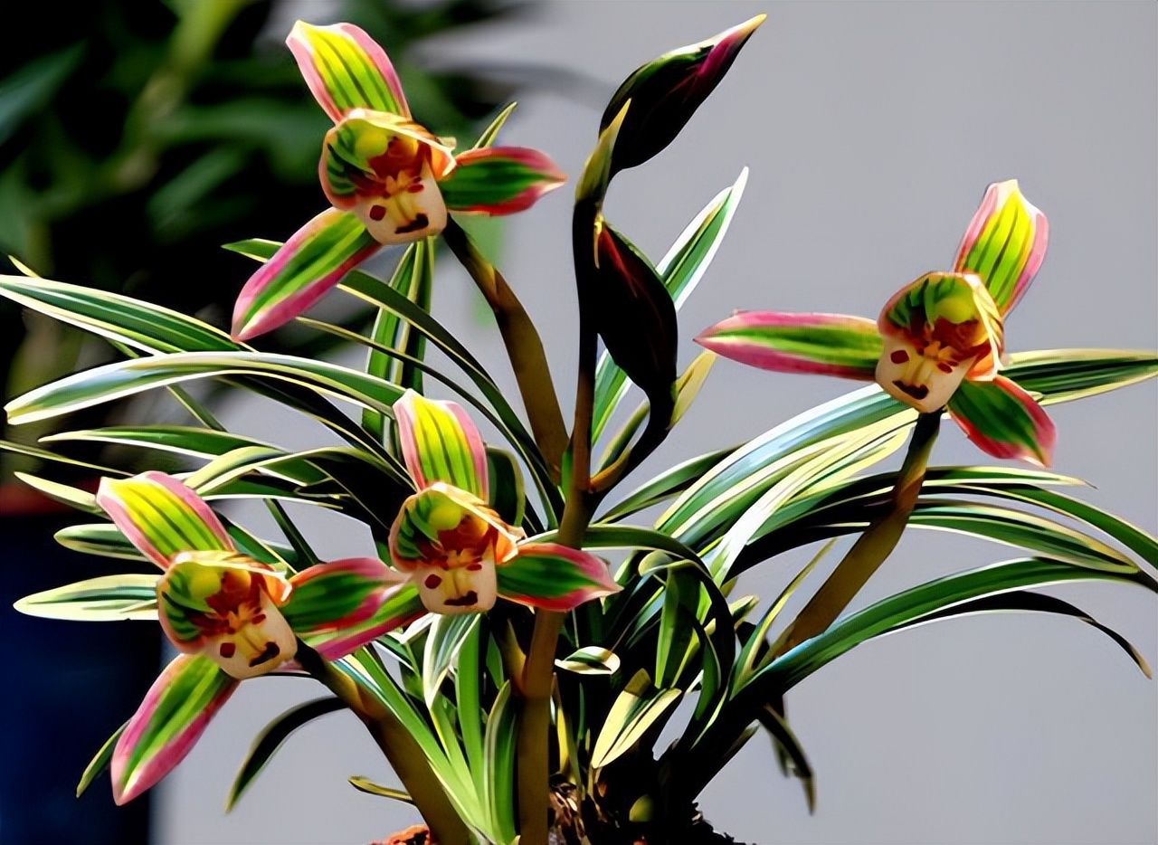 好养又香又便宜的金边兰花品种,顶级矮种金边兰花