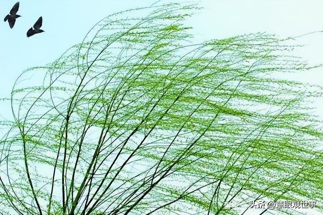 自然现象的古诗词,学生必背古诗词41到60句