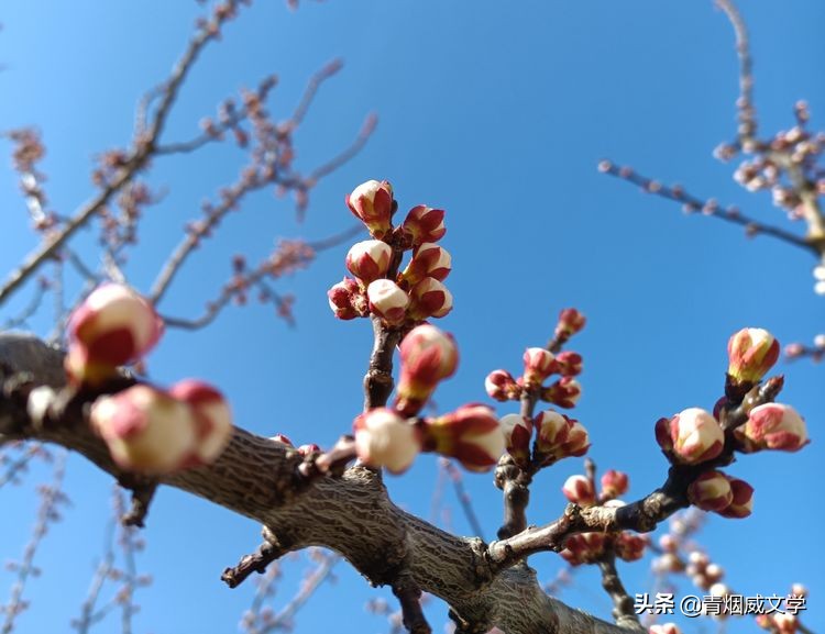 春景七律十首诗,春景诗五首