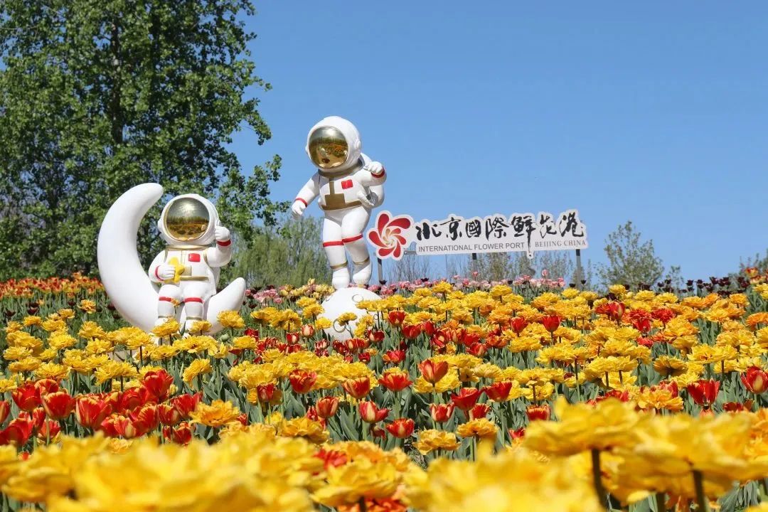 顺义鲜花港郁金香最佳观赏期,北京国际鲜花港2024郁金香赏花季