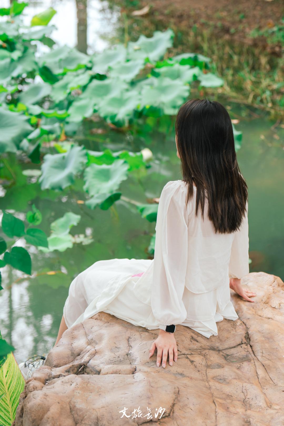 长沙赏秋去哪里,长沙第一波赏荷地图